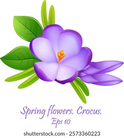 first flowers.  beautiful spring flowers crocuses . spring fragrant flowers of crocus and green grass.  Eps10