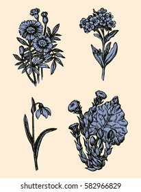 First forest springtime little herbal ants. Herbaceous, Tagetes, primroses, Amaryllidaceae isolated on white background. freehand black ink hand drawn picture in art engraving retro style. Closeup