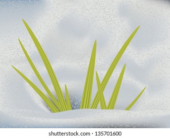 First green grass sprout in the snow background.