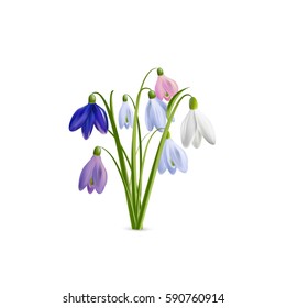 The first multicoloured snowdrops isolated on white. Seven flowers. High quality made with mesh vector illustration.