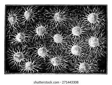 The first organisms. Association Monera, vintage engraved illustration. Earth before man - 1886.