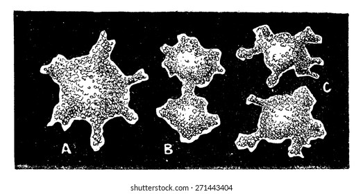 The first organisms, monere, of after Haeckel, vintage engraved illustration. Earth before man - 1886.