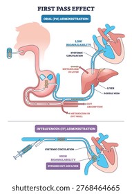First pass effect diagram showing how oral drugs face gut and liver metabolism versus IV route reaching systemic circulation, key objects, liver, stomach, syringe. Outline diagram