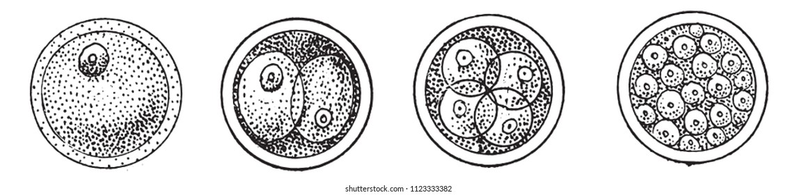 First phases of the evolution of the cell, or of the egg, after fertilization, vintage engraved illustration. From Natural Creation and Living Beings.
