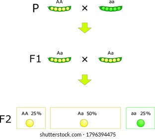 Mendel’s first and second laws on the example of pea crosses