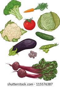 First set of 10 vector illustrations of vegetables (broccoli, carrots, cauliflower, tomatoes, cabbage, eggplant, cucumber, beans, peas and beets).