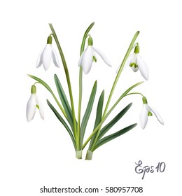 The first snowdrops Galanthus isolated on white background close up. Photo-realistic mesh vector illustration.