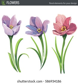 First spring flower. Beautiful blossoming crocuses, isolated on white background. Floral elegant design. Arrangement illustration for invitation birthday, greeting easter, Mothers and Women Day card