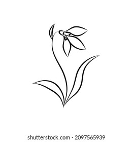 Primera flor primaveral, nevada con hojas y tallo. Dibujo de línea vectorial con estilo de contorno, objeto aislado sobre fondo blanco.