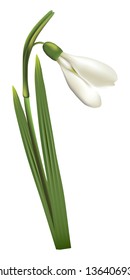 First spring flower snowdrop on white background.