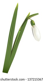 First spring flower snowdrop on white background.