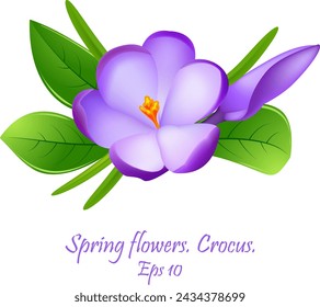 The first spring flowers crocus. spring flowers crocuses. Cute compositions from spring crocuses for decoration . Eps10