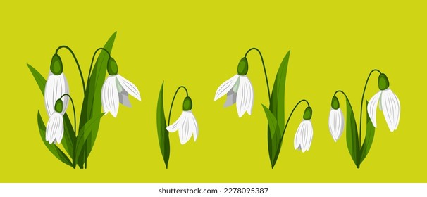 First spring flowers. Delicate flowers of snowdrops for your design. Vector illustration