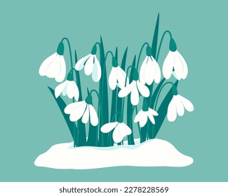 Primeras flores de primavera. Delicadas gotas de nieve blancas en la deriva de nieve. Postal para el Día de la Nieve el 19 de abril. Flores cortas de nevadas para tu diseño. Ilustración del vector