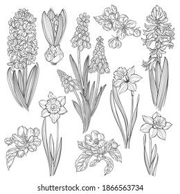 First spring flowers. Hyacinths, daffodils, apple blossom and muscari  isolated on a white background. Hand drawn vector illustration. Perfect for greeting cards, invitations.