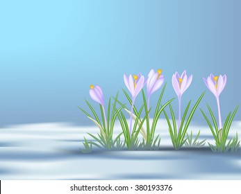 First  spring flowers   on thawed patch. Blue - violet crocuses. Vector illustration EPS8.
