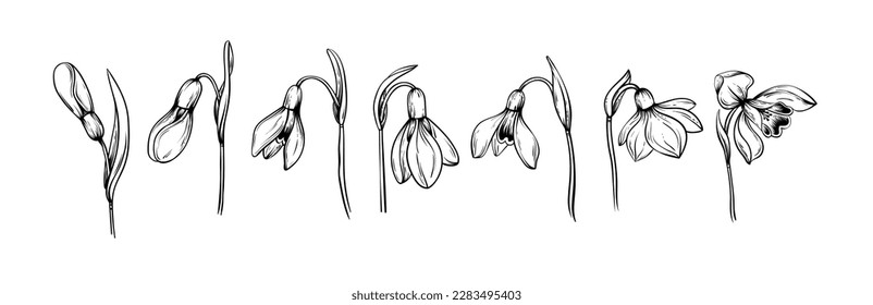 First spring flowers. Set Snowdrops vector graphic illustration