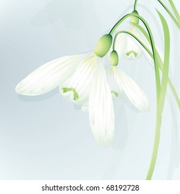 First spring flowers / Snowdrops