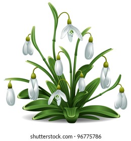 First spring flowers, snowdrops. Beautiful vector design element.