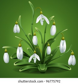 First spring flowers, snowdrops. Beautiful vector design element.