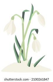 First Spring flowers. Snowdrops growing through the snow. Flat vector illustration on white background.