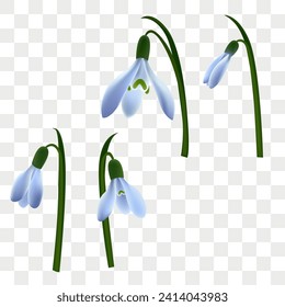 First spring flowers. Snowdrops. first spring flowers for poster, postcards. Spring grass . Eps 10. 