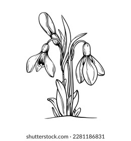 Frühlingsblumen. Schneeverfahren, Vektorgrafik-Illustration