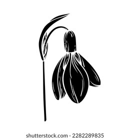 First spring flowers. Snowdrops vector silhouette illustration