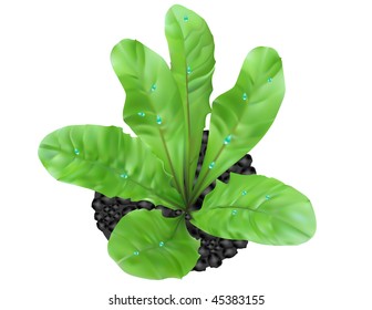 The first spring plant with drops of dew on leaves.