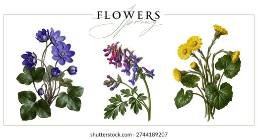 First spring wild flowers isolated on a white background. Vintage painting style illustration.
