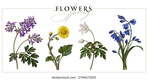 First spring wild flowers isolated on a white background. Vintage painting style illustration.