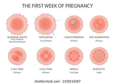 3,767 Pregnancy chart Images, Stock Photos & Vectors | Shutterstock