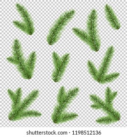 Fir-tree Branch Isolated Transparent Background, Vector Illustration