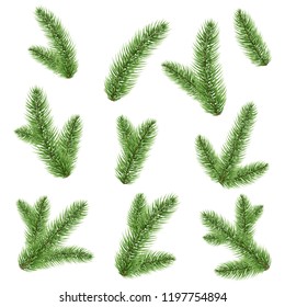 Fir-tree Branch Isolated, Vector Illustration