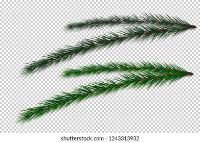 Fir-tree Branch on transparent vector background.