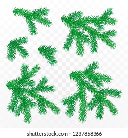 Firtree Branch Set isolated on transparent background. Vector illustration.