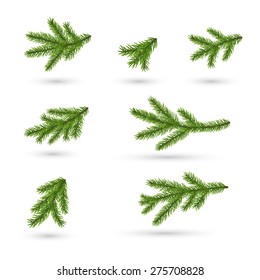 Fir-tree branches. Vector illustration