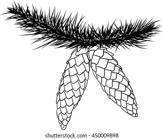 Fir-tree cones. Vector illustration.