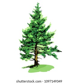 Fir-tree green watercolor stock vector illustration isolated on white background