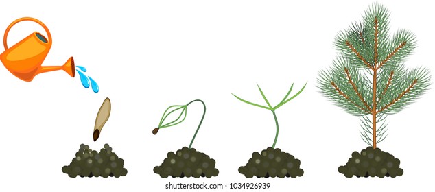 Fir-tree life cycle. Plant growing from seed to young fir-tree