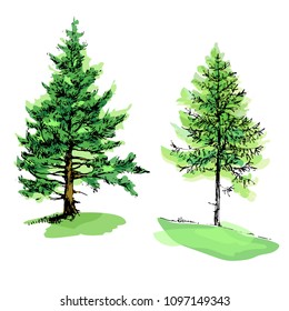 Fir-tree and pine green silhouette watercolor stock vector illustration isolated on white background