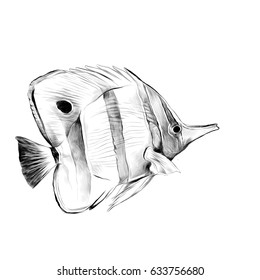 fish Acanthur striped sketch vector graphics black and white drawing