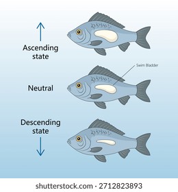 fish adjusts its buoyancy by changing the volume of its swim bladder to ascend, descend, or stay neutral diagram hand drawn schematic vector. Science educational illustration