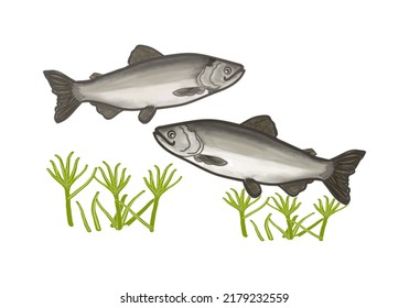 Fish and algae, color picture, on a transparent background, for printing and design