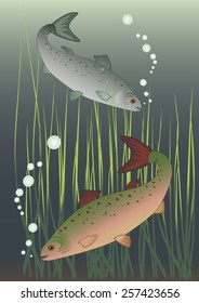 Fish and algae on the bottom of the river. Male and female