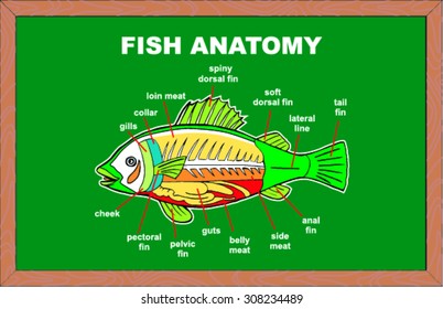 Fish Anatomy, vector illustration