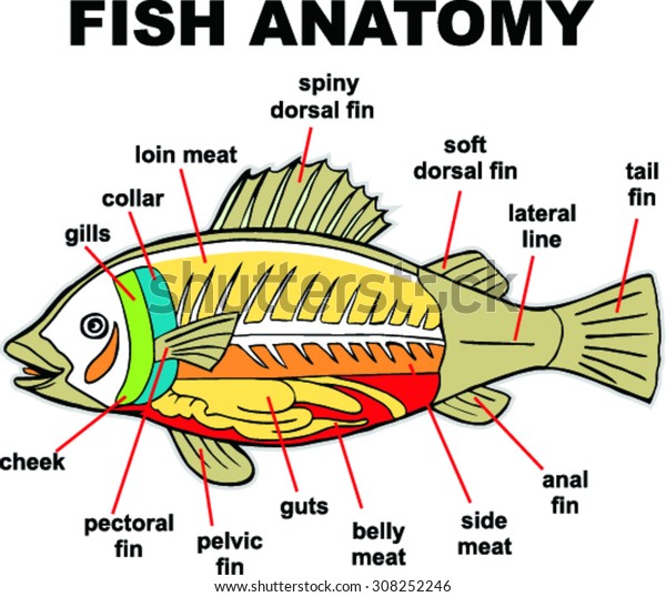 Fish Anatomy Vector Illustration Stock Vector (Royalty Free) 308252246