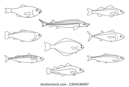 Fish animal art line set, black contour of sea animal. Seafood meal, edible. Coloring for kids. Species marine fishes trout, tuna, mackerel, herring, pike perch, halibut, bass, sturgeon, cod. Vector