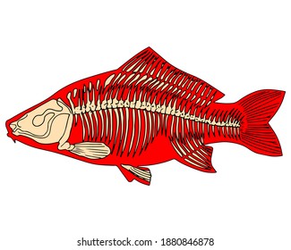 fish animal skeleton vector illustration isolated on white background front view