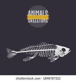 Fish Animals Skeletons in dark background - Vector